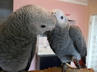 Friendly African Grey Parrots with Cage