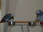 Friendly African Grey Parrots with Cage