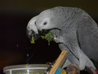 Bonded African Grey Parrots with Cage & Accessoies