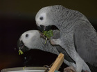 Bonded African Grey Parrots with Cage & Accessoies
