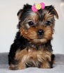 Super tiny teacup male Yorkie puppy