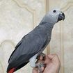 Silly Tamed African Grey Parrots for Sale 