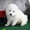 registered Samoyed puppy for re-homing near me