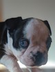 CHIOT BOSTON TERRIERS PURE RACE 