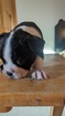CHIOT BOSTON TERRIERS PURE RACE 