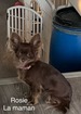 Chihuahua poil long