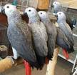 Congo African Grey Parrots Available