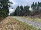 Ste-Apolline-de-Patton : Terre à bois 205 acres