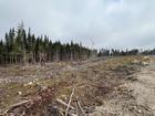 Ste-Apolline-de-Patton : Terre à bois 205 acres