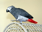  DNA Tested African Grey Parrots