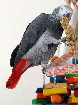  DNA Tested African Grey Parrots