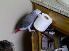  DNA Tested African Grey Parrots