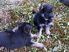 Superbes chiots Berger Allemands pure race!