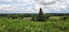 Ste-Justine, terre à bois 219 acres