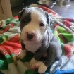 Magnifique American bully 