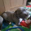 Magnifique American bully 