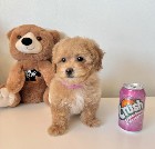 Maltipoo puppies for adoption