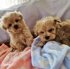 Maltipoo puppies for adoption