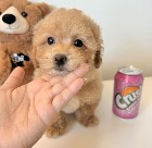 Male & Female Maltipoo puppies