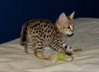 chatons savannah et caracat F5