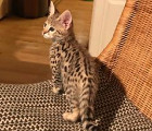 chatons savannah et caracat F5