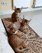 chatons savannah et caracat F5