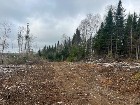 Ste-Apolline-de-Patton : Terre à bois 558 acres