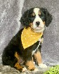 Beautiful Bernese Mountain puppies for adoption