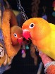 oiseaux love birds 200$ negociable