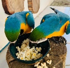 Macaw birds