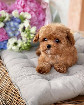  Maltipoo F1 puppies DNA tested clear