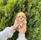 teacup maltipoo puppies