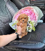 teacup maltipoo puppies