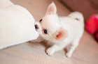 Toy Chihuahua Puppies For Sale