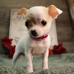 Toy Chihuahua Puppies For Sale