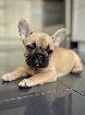 FRENCH BULLDOG - BOULEDOGUE FRANCAIS