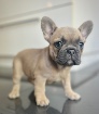 FRENCH BULLDOG - BOULEDOGUE FRANCAIS