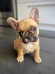 FRENCH BULLDOG - BOULEDOGUE FRANCAIS