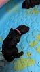 Chiots Goldendoodle F1BB - 1000$