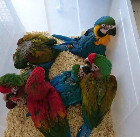 Parrots and fertile parrot eggs for sale