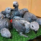 Parrots and fertile parrot eggs for sale