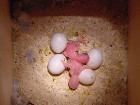 Parrots and fertile parrot eggs for sale