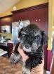 Schnauzer nain chiot