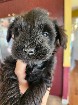 Schnauzer nain chiot