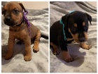 10 jolies chiots à vendre 