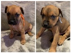 10 jolies chiots à vendre 