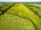 St-Sylvère (Centre-du-Québec) : Ferme d’argousiers