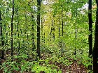 St-Elie-de-Caxton (Mauricie) : Terre a bois,chalet