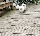 KC Pomeranian blanc