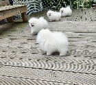 KC Pomeranian blanc